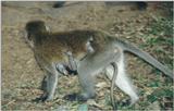 (P:\Africa\Primate) Dn-a0688.jpg (1/1) (98 K)