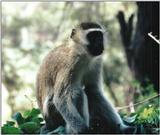 (P:\Africa\Primate) Dn-a0689.jpg (1/1) (90 K)