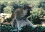 (P:\Africa\Primate) Dn-a0690.jpg (1/1) (99 K)