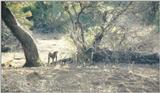 (P:AfricaPrimate) Dn-a0692.jpg (Olive Baboons)