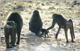 (P:AfricaPrimate) Dn-a0693.jpg (Olive Baboons)