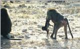 (P:AfricaPrimate) Dn-a0694.jpg (Olive Baboons)