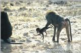 (P:AfricaPrimate) Dn-a0695.jpg (Olive Baboons)