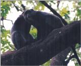 (P:\Africa\Primate) Dn-a0702.jpg (1/1) (102 K)