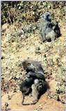 (P:AfricaPrimate) Dn-a0703.jpg (Olive Baboons)