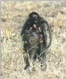 (P:AfricaPrimate) Dn-a0706.jpg (Olive Baboons)