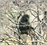 (P:AfricaPrimate) Dn-a0707.jpg (Olive Baboons)