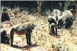 (P:\Africa\Primate) Dn-a0708.jpg (Olive Baboons)