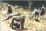 (P:AfricaPrimate) Dn-a0709.jpg (Olive Baboons)