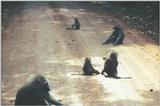 (P:AfricaPrimate) Dn-a0710.jpg (Olive Baboons)