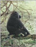 (P:AfricaPrimate) Dn-a0711.jpg (Olive Baboons)