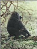 (P:AfricaPrimate) Dn-a0711.jpg (Olive Baboons)