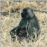 (P:AfricaPrimate) Dn-a0712.jpg (Olive Baboons)