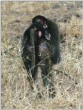 (P:\Africa\Primate) Dn-a0714.jpg (1/1) (86 K)