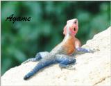 (P:\Africa\Reptile) Dn-a0715.jpg (1/1) (103 K)