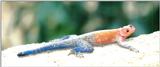 (P:AfricaReptile) Dn-a0716.jpg (1/1) (51 K) -- Mwanza flat-headed rock agama (Agama mwanzae)