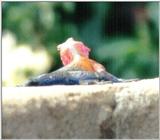 (P:\Africa\Reptile) Dn-a0717.jpg (1/1) (44 K)