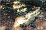 (P:\Africa\Reptile) Dn-a0723.jpg (Nile Monitor)