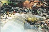 (P:\Africa\Reptile) Dn-a0725.jpg (Nile Monitor)