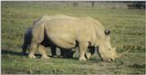 (P:\Africa\Rhino) Dn-a0729.jpg  - White Rhinoceros (Ceratotherium simum)