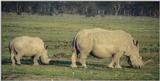 (P:\Africa\Rhino) Dn-a0730.jpg  - White Rhinoceros (Ceratotherium simum)