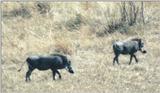 (P:\Africa\WartHog) Dn-a0870.jpg (1/1) (93 K)