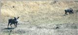 (P:\Africa\WartHog) Dn-a0871.jpg (1/1) (91 K)