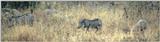 (P:\Africa\WartHog) Dn-a0872.jpg (1/1) (54 K)