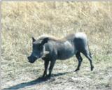 (P:\Africa\WartHog) Dn-a0874.jpg (1/1) (89 K)