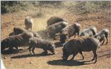 (P:\Africa\WartHog) Dn-a0875.jpg (1/1) (121 K)