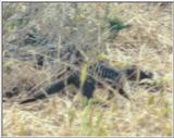 (P:\Africa\Weasel) Dn-a0879.jpg (Banded Mongoose)