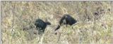 (P:\Africa\Weasel) Dn-a0880.jpg (Banded Mongooses)