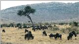 (P:\Africa\Wildebeast) Dn-a0881.jpg (1/1) (111 K)