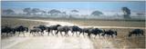 (P:\Africa\Wildebeast) Dn-a0882.jpg (1/1) (46 K)