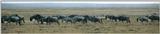 (P:\Africa\Wildebeast) Dn-a0884.jpg (1/1) (34 K)