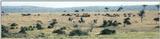 (P:\Africa\Wildebeast) Dn-a0885.jpg (1/1) (46 K)