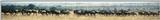 (P:\Africa\Wildebeast) Dn-a0886.jpg (1/1) (26 K)