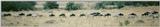 (P:\Africa\Wildebeast) Dn-a0887.jpg (1/1) (31 K)