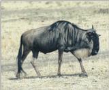 (P:\Africa\Wildebeast) Dn-a0888.jpg (1/1) (93 K)