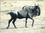 (P:\Africa\Wildebeast) Dn-a0890.jpg (1/1) (104 K)