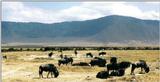 (P:\Africa\Wildebeast) Dn-a0892.jpg (1/1) (78 K)