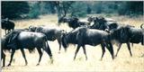 (P:\Africa\Wildebeast) Dn-a0893.jpg (1/1) (85 K)