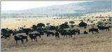 (P:\Africa\Wildebeast) Dn-a0894.jpg (1/1) (85 K)