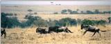 (P:\Africa\Wildebeast) Dn-a0895.jpg (1/1) (66 K)