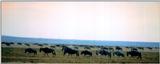 (P:\Africa\Wildebeast) Dn-a0896.jpg (1/1) (38 K)
