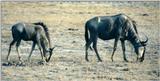 (P:\Africa\Wildebeast) Dn-a0898.jpg (1/1) (103 K)