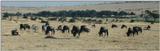 (P:\Africa\Wildebeast) Dn-a0899.jpg (1/1) (55 K)