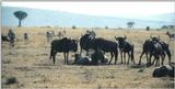 (P:\Africa\Wildebeast) Dn-a0900.jpg (1/1) (80 K)