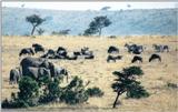 (P:\Africa\Wildebeast) Dn-a0901.jpg (1/1) (119 K)