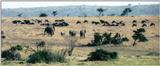 (P:\Africa\Wildebeast) Dn-a0902.jpg (1/1) (77 K)